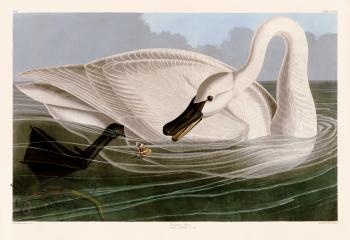406 Trumpeter Swan